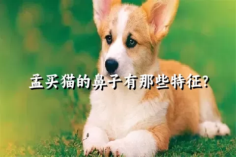 孟买猫的鼻子有那些特征？