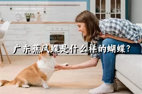 广东蕉凤蝶是什么样的蝴蝶？