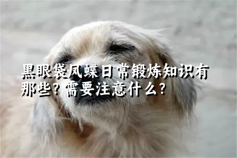 黑眼袋凤蝶日常锻炼知识有那些？需要注意什么？