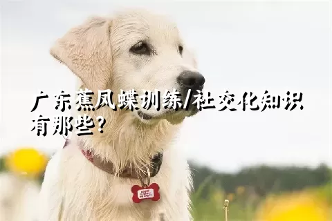 广东蕉凤蝶训练/社交化知识有那些？ 