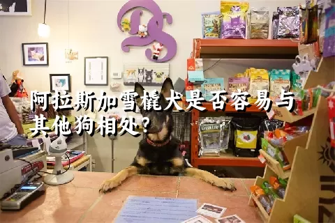 阿拉斯加雪橇犬是否容易与其他狗相处？