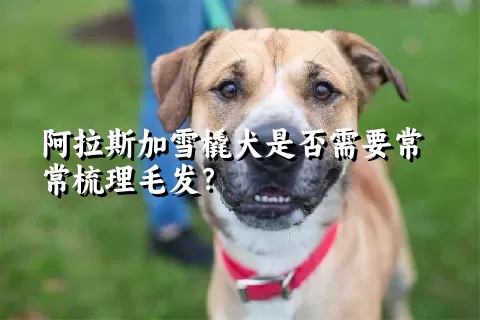 阿拉斯加雪橇犬是否需要常常梳理毛发？