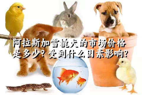 阿拉斯加雪橇犬的市场价格是多少？受到什么因素影响？