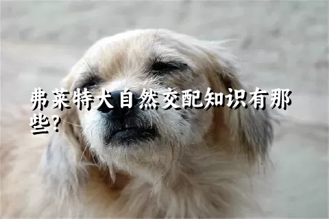 弗莱特犬自然交配知识有那些？