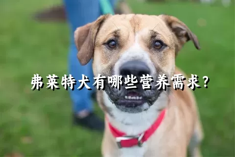 弗莱特犬有哪些营养需求？