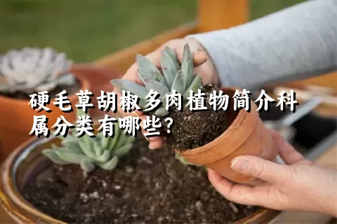 硬毛草胡椒多肉植物简介科属分类有哪些？