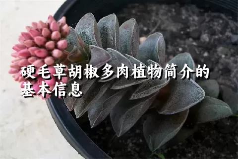 硬毛草胡椒多肉植物简介的基本信息