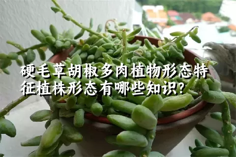 硬毛草胡椒多肉植物形态特征植株形态有哪些知识？