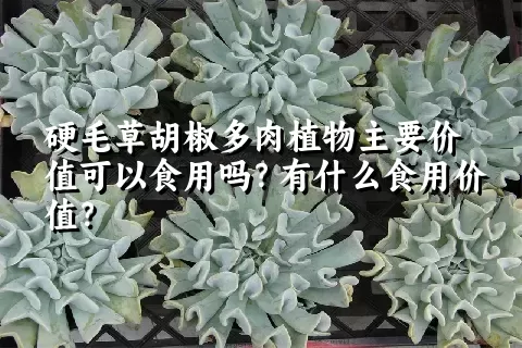 硬毛草胡椒多肉植物主要价值可以食用吗？有什么食用价值？