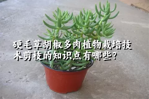 硬毛草胡椒多肉植物栽培技术剪枝的知识点有哪些？