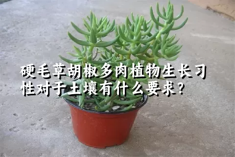 硬毛草胡椒多肉植物生长习性对于土壤有什么要求？	