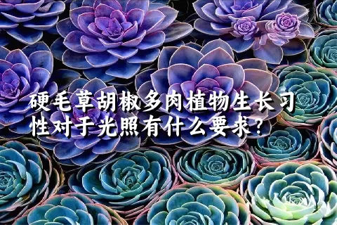 硬毛草胡椒多肉植物生长习性对于光照有什么要求？