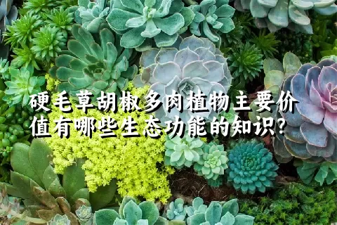 硬毛草胡椒多肉植物主要价值有哪些生态功能的知识？