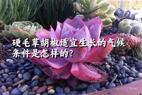 硬毛草胡椒适宜生长的气候条件是怎样的？