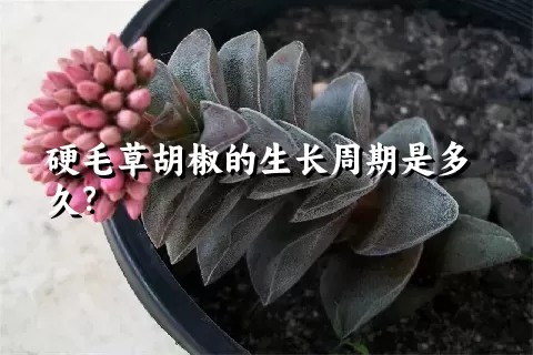 硬毛草胡椒的生长周期是多久？