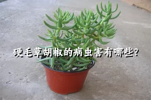 硬毛草胡椒的病虫害有哪些？