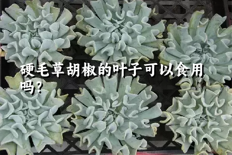 硬毛草胡椒的叶子可以食用吗？