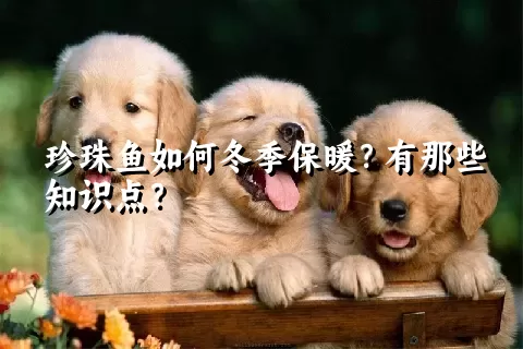 珍珠鱼如何冬季保暖？有那些知识点？