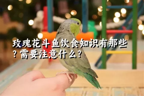 玫瑰花斗鱼饮食知识有那些？需要注意什么？