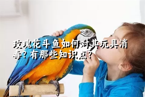 玫瑰花斗鱼如何对其玩具消毒？有那些知识点？