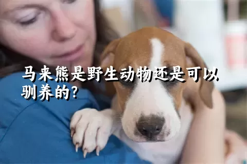 马来熊是野生动物还是可以驯养的？