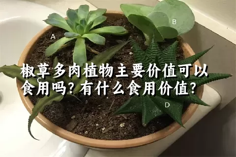 椒草多肉植物主要价值可以食用吗？有什么食用价值？