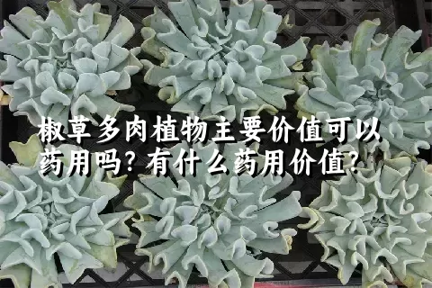 椒草多肉植物主要价值可以药用吗？有什么药用价值？