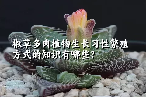 椒草多肉植物生长习性繁殖方式的知识有哪些？