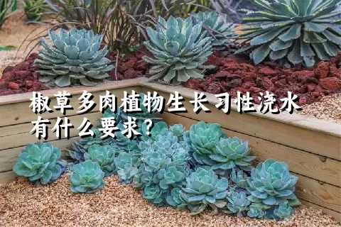 椒草多肉植物生长习性浇水有什么要求？	