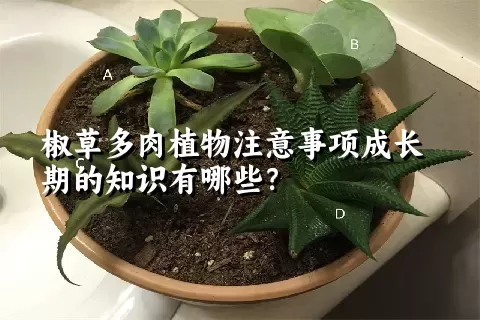 椒草多肉植物注意事项成长期的知识有哪些？ 