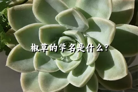 椒草的学名是什么？