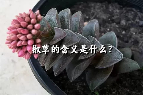 椒草的含义是什么？