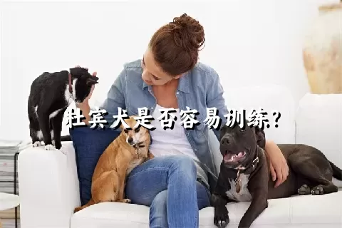 杜宾犬是否容易训练？