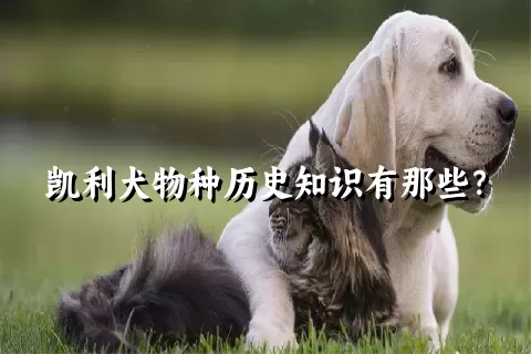 凯利犬物种历史知识有那些？