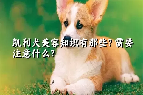 凯利犬美容知识有那些？需要注意什么？