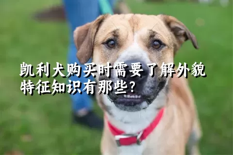 凯利犬购买时需要了解外貌特征知识有那些？  