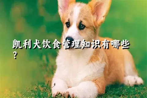 凯利犬饮食管理知识有哪些？ 