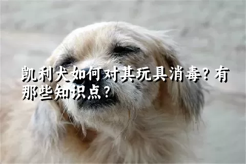 凯利犬如何对其玩具消毒？有那些知识点？