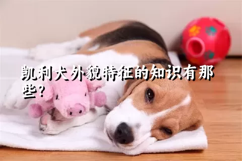 凯利犬外貌特征的知识有那些？