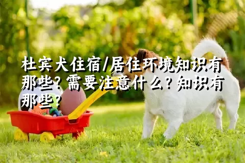 杜宾犬住宿/居住环境知识有那些？需要注意什么？知识有那些？