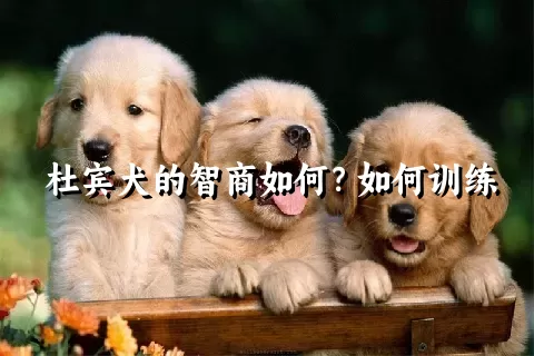 杜宾犬的智商如何？如何训练