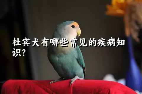 杜宾犬有哪些常见的疾病知识？