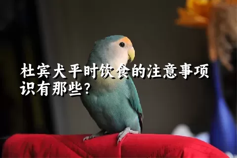 杜宾犬平时饮食的注意事项识有那些？ 