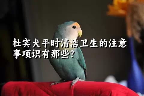 杜宾犬平时清洁卫生的注意事项识有那些？ 