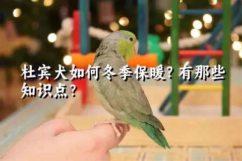 杜宾犬如何冬季保暖？有那些知识点？