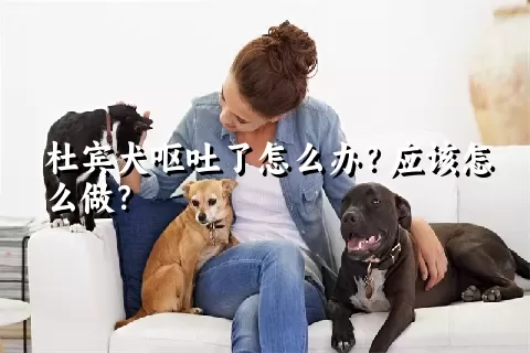 杜宾犬呕吐了怎么办？应该怎么做？