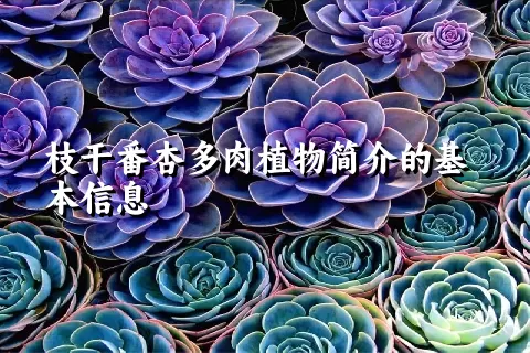 枝干番杏多肉植物简介的基本信息