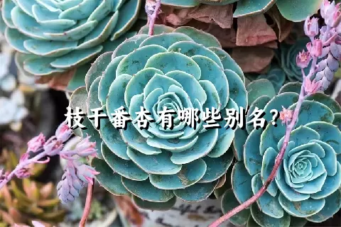 枝干番杏有哪些别名？