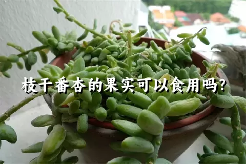 枝干番杏的果实可以食用吗？