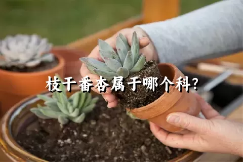 枝干番杏属于哪个科？